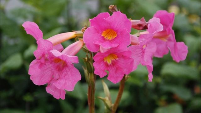 Tuto jardin: Incarvillea: photos de fleurs et de plantes vivaces смотреть онлайн