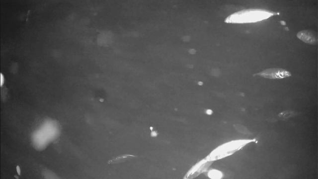 Клюет корюшка на Финском Заливе видео под водой? Или Колюшка? рыбалка на корюшку на Финском Заливе. смотреть онлайн