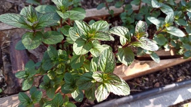 Интересное про сортовую МЯТУ ??? смотреть онлайн