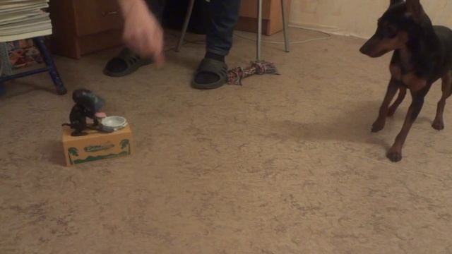 Java знакомится с обезьяной смотреть онлайн