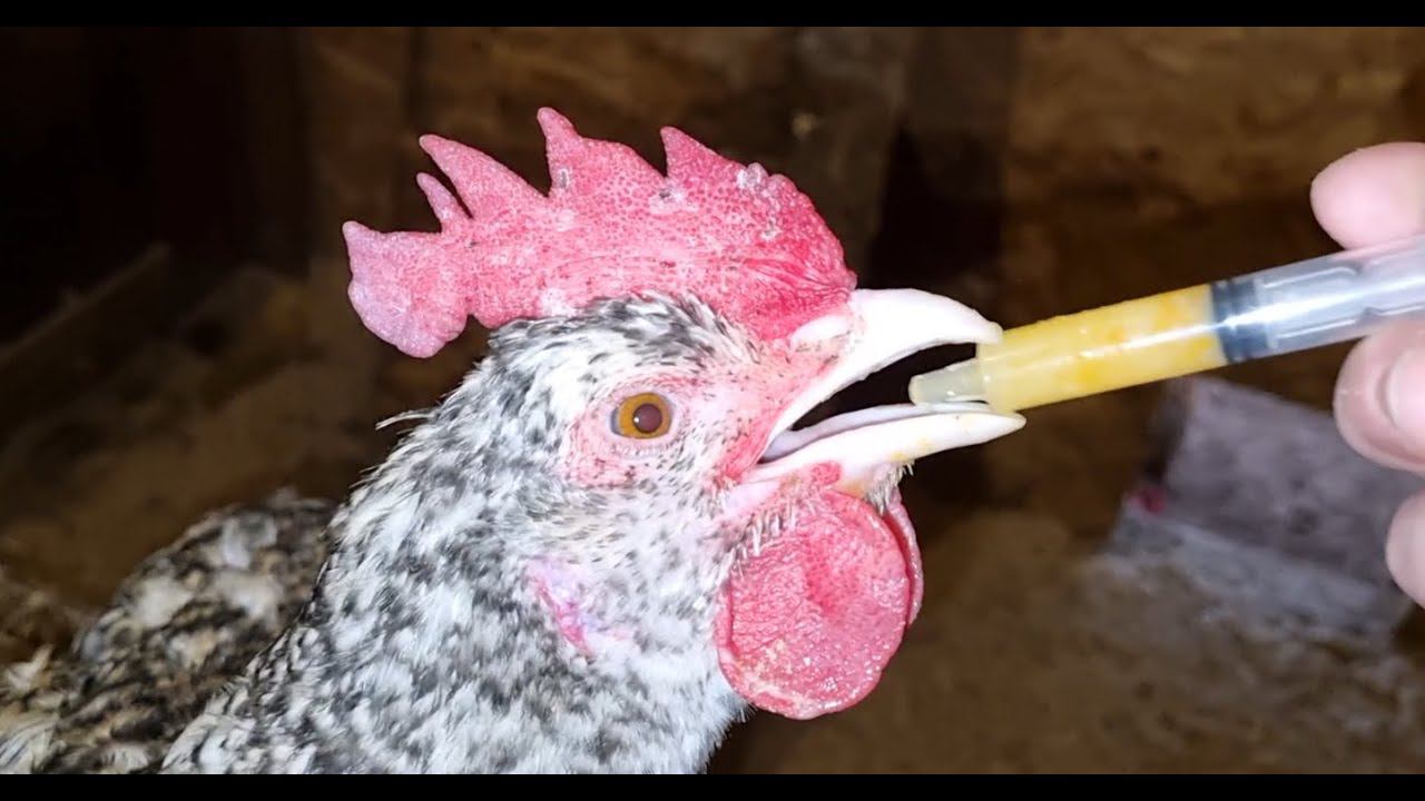 КУРИЦА ХРИПИТ ВЫТЯГИВАЕТ ШЕЮ/болезни кур