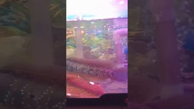 Chana is the best... смотреть онлайн