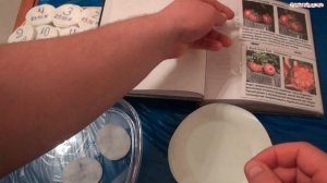 Проращиваем семена помидор в ватных дисках