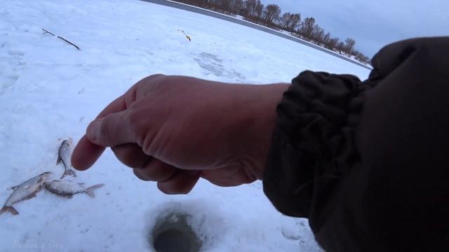 ВСЯ РЫБА В СТАРОЙ ЛУНКЕ! Рыбалка Зимой на Оке! смотреть онлайн