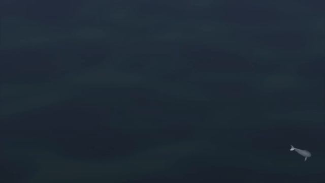 150 dolphins rescued by distress calls смотреть онлайн