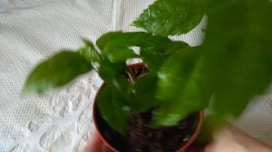 Гибискус уход в марте. Полив прищипка