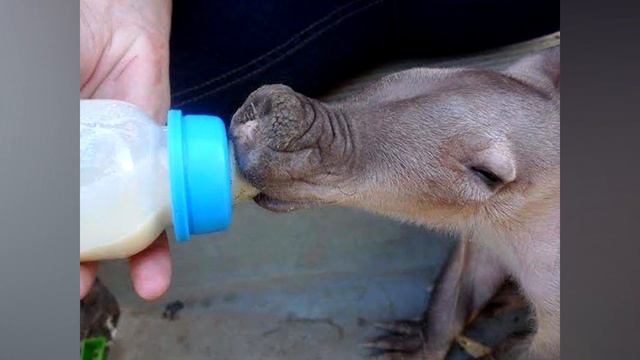 Rescued cub grateful to his foster mother смотреть онлайн