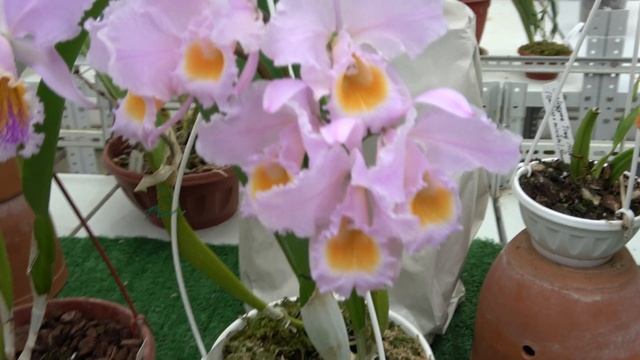 Сезон цветения самых красивый Cattleya Mossiae. Cattleya Warneri Semi Alba, Coelogyne Tiny Hope