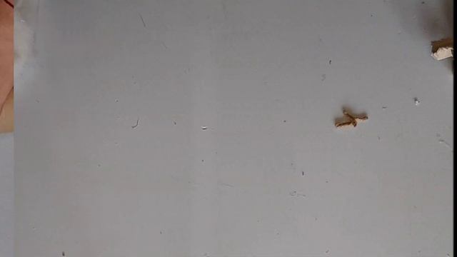 Когтеточка своими руками , домик для кота//cat house and scratching post смотреть онлайн