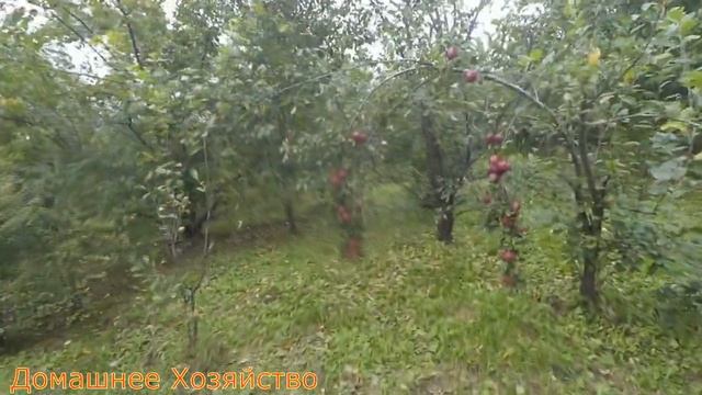Поздние сливы в саду Железова смотреть онлайн