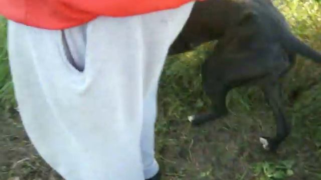 Lincolnshire Greyhound Trust - Polly needs a home смотреть онлайн