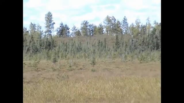 Guided Hunting | Forest of Antlers | Trophy Whitetail Bucks смотреть онлайн