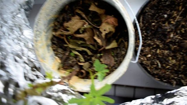 Инжир сорта Браун Туркей на подоконнике :-) смотреть онлайн