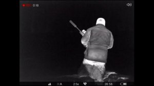 Охота на кабана с подхода Pulsar Digex C50 и Helion XP50