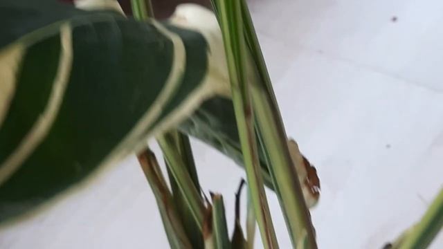 How to grow alpinia zerumbet / variegated shell ginger. смотреть онлайн