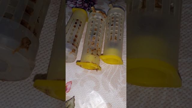 пение маток смотреть онлайн