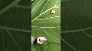 Разведение тутового шелкопряда