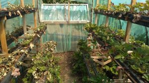 Плюсы и минусы выращивания клубники на стеллажах.