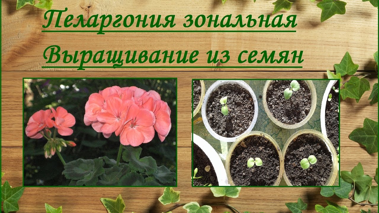 Пеларгония зональная выращивание из семян смотреть онлайн