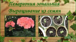 Пеларгония зональная выращивание из семян