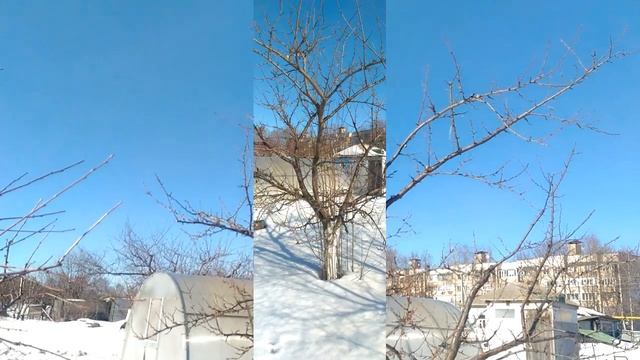 Обрезка плодовых деревьев сливы, черешни, абрикоса смотреть онлайн