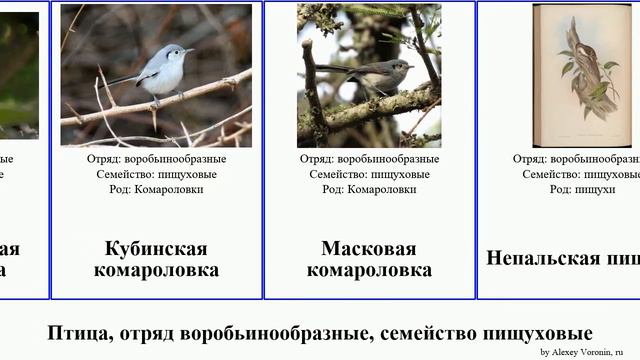 Птица, отряд воробьинообразные, семейство пищуховые комароловка пищуха birds treecreeper Голубая смотреть онлайн