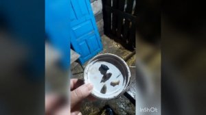 Шишки у коровы!Личинка овода. Чем лечить, помогает на 100%