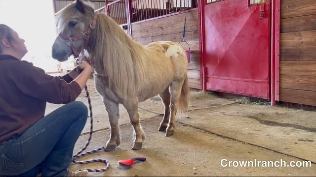 "Maggie" - 34", 16 Yr Old Palomino Appaloosa Pony Mare смотреть онлайн