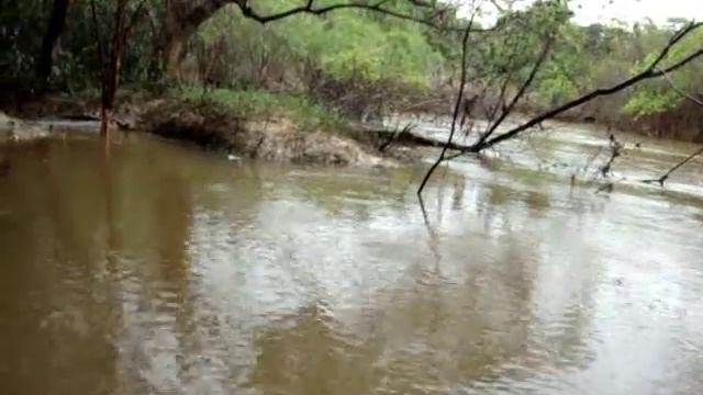 Cattleya forbesii - IN SITU смотреть онлайн