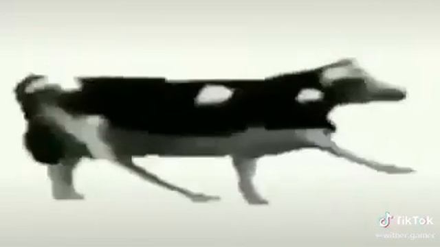 Польская корова танцует под польскую песню