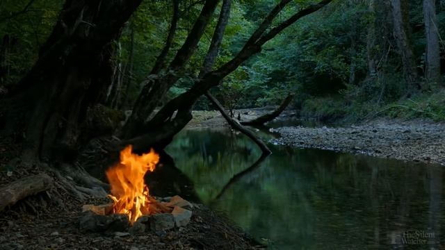 Как быстро растет голубая ель? смотреть онлайн