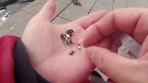 #325 #Мормышинг  Ловля спиннингом на безмотылку