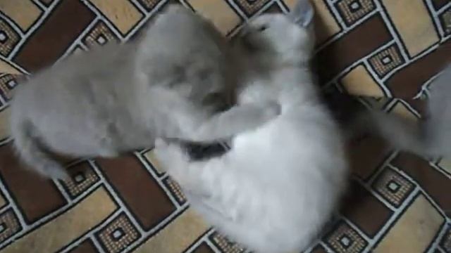 Британские и Шотландские вислоухие котята..) смотреть онлайн