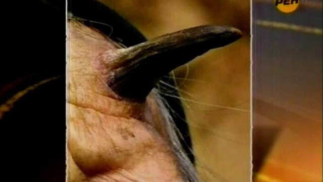 Бабка-рогоносец смотреть онлайн