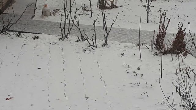 ЦИРК -ПО ДРУГОМУ НЕ СКАЖЕШЬ- СОБИРАЕТ СНЕЖИНКИ смотреть онлайн