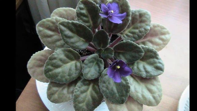 African Violet смотреть онлайн