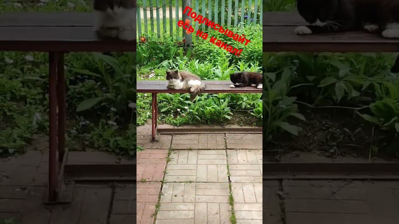 Барсик и Белая Лапка лежат на лавочке! #реки смотреть онлайн