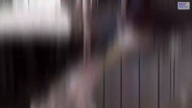 Австралийский кенгуру - маленькие , милые животные и кенгуру боксеры смотреть онлайн