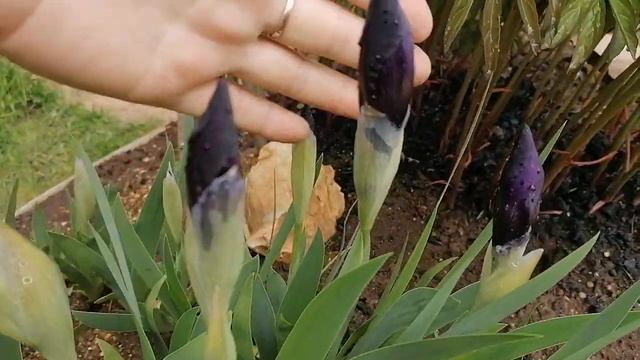 + ирис бородатый карликовый Черри Гарден Iris pumila Cherry Garden бутоны май 2022 смотреть онлайн