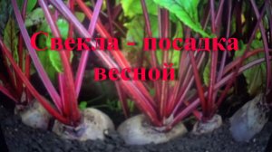 Свекла - посадка весной