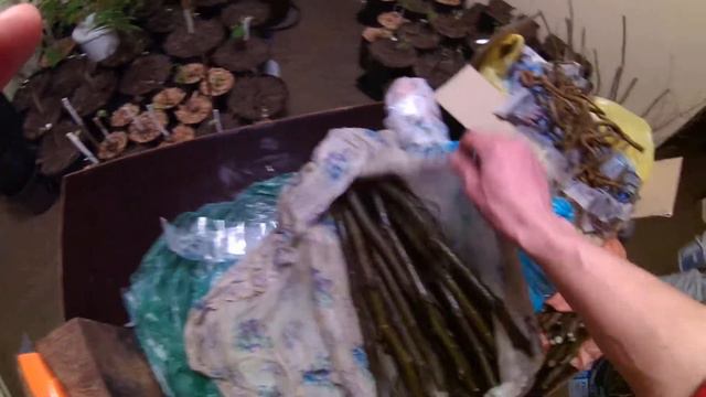 Инжир. Черенки Кадоты и Арабули от Влада Инжирного))) смотреть онлайн