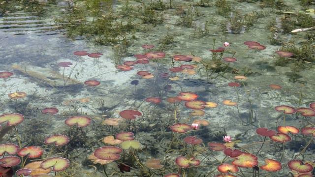 Where Nature and Art Unite: Monet's Pond | Gifu, Japan Trip смотреть онлайн