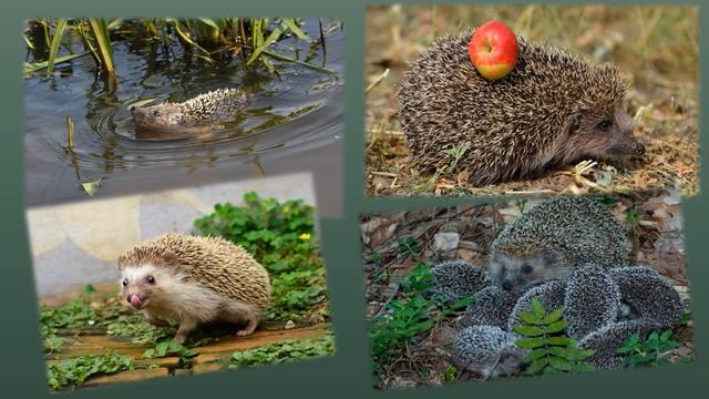 «Колючий клубок» — мастер класс по книге С Козлова «Сказки о Ёжике и Медвежонке» смотреть онлайн