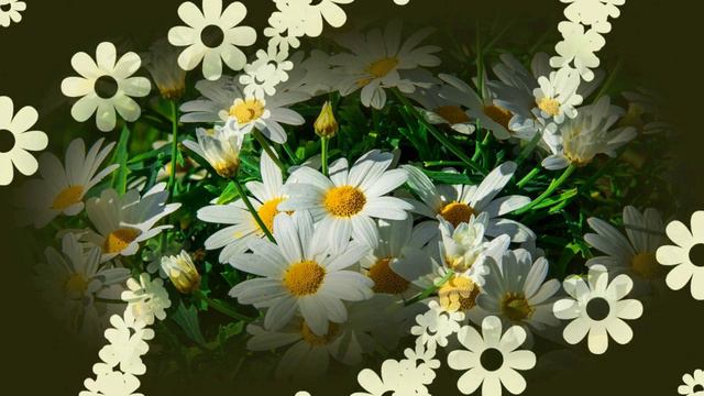 Ромашки для Наташки! смотреть онлайн