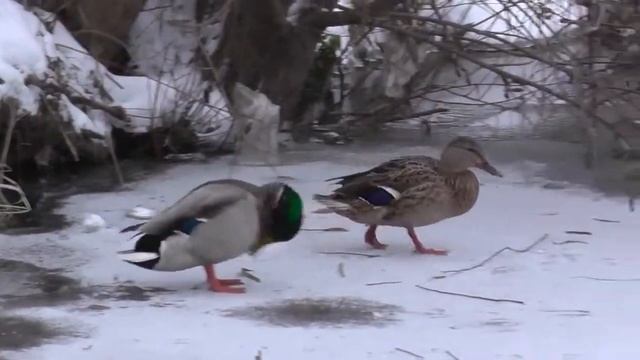 Селезень и уточка смотреть онлайн