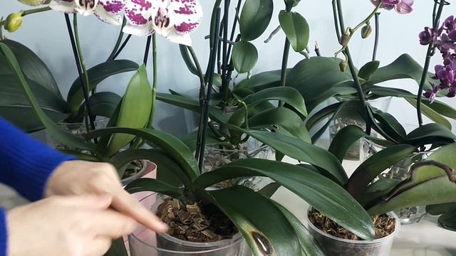 MUZ KABUĞU İLE ORKİDE BESİNİ YAPIMI, MUZ KABUĞUNDAN GÜBRE, ORKİDE GÜBRESİ YAPIMI смотреть онлайн