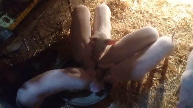 вес месячных поросят смотреть онлайн