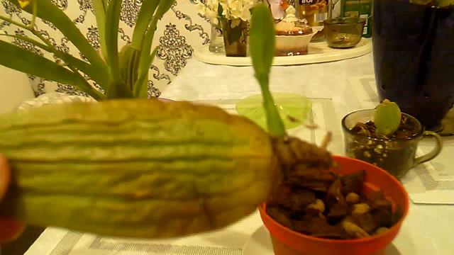 Орхидеи. Размножение. смотреть онлайн