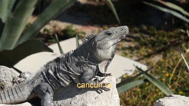 88. Пунта Сур. Маяк на самой южной точке Косумеля. смотреть онлайн