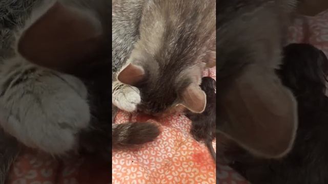 Наша кошка рожает. Жесть! смотреть онлайн